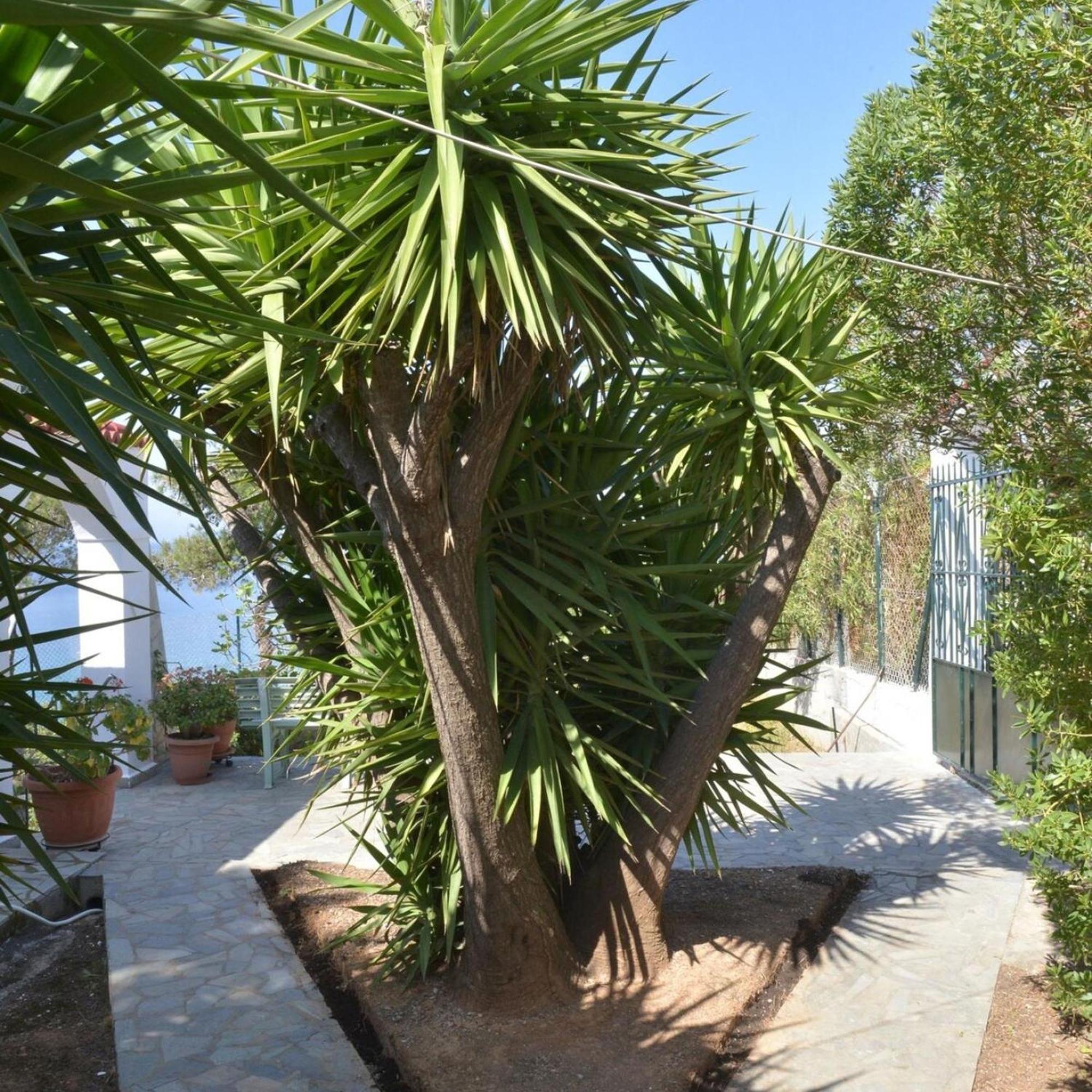 Salamis Beachfront House エクステリア 写真
